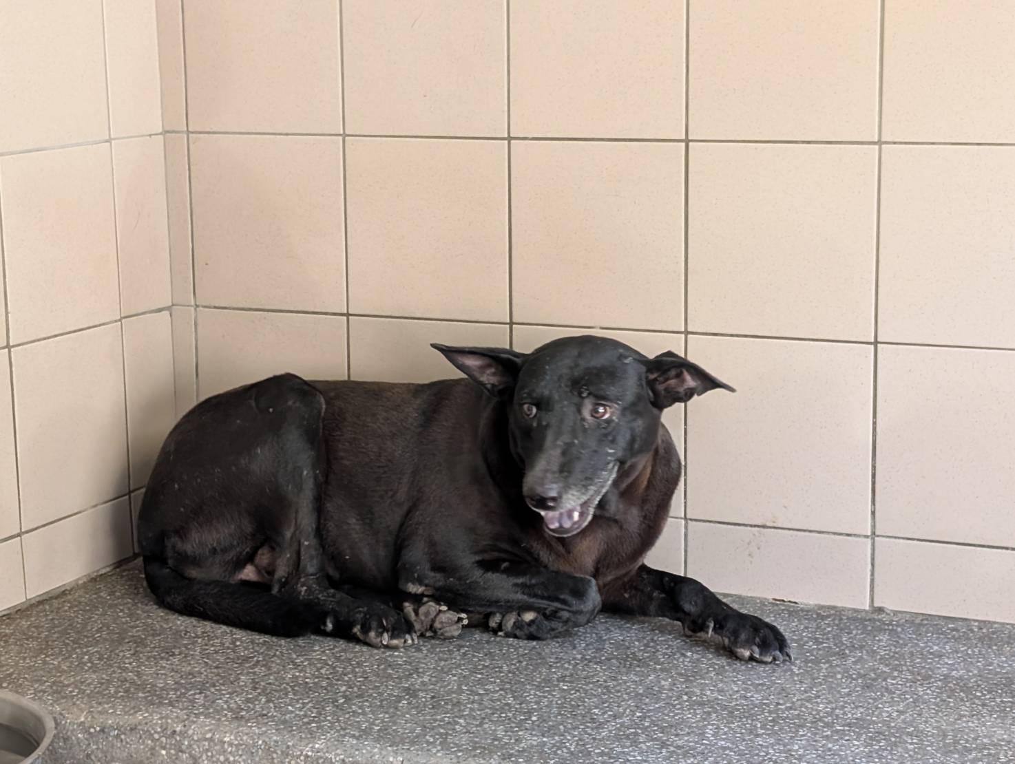 高雄市已領養狗 混種犬