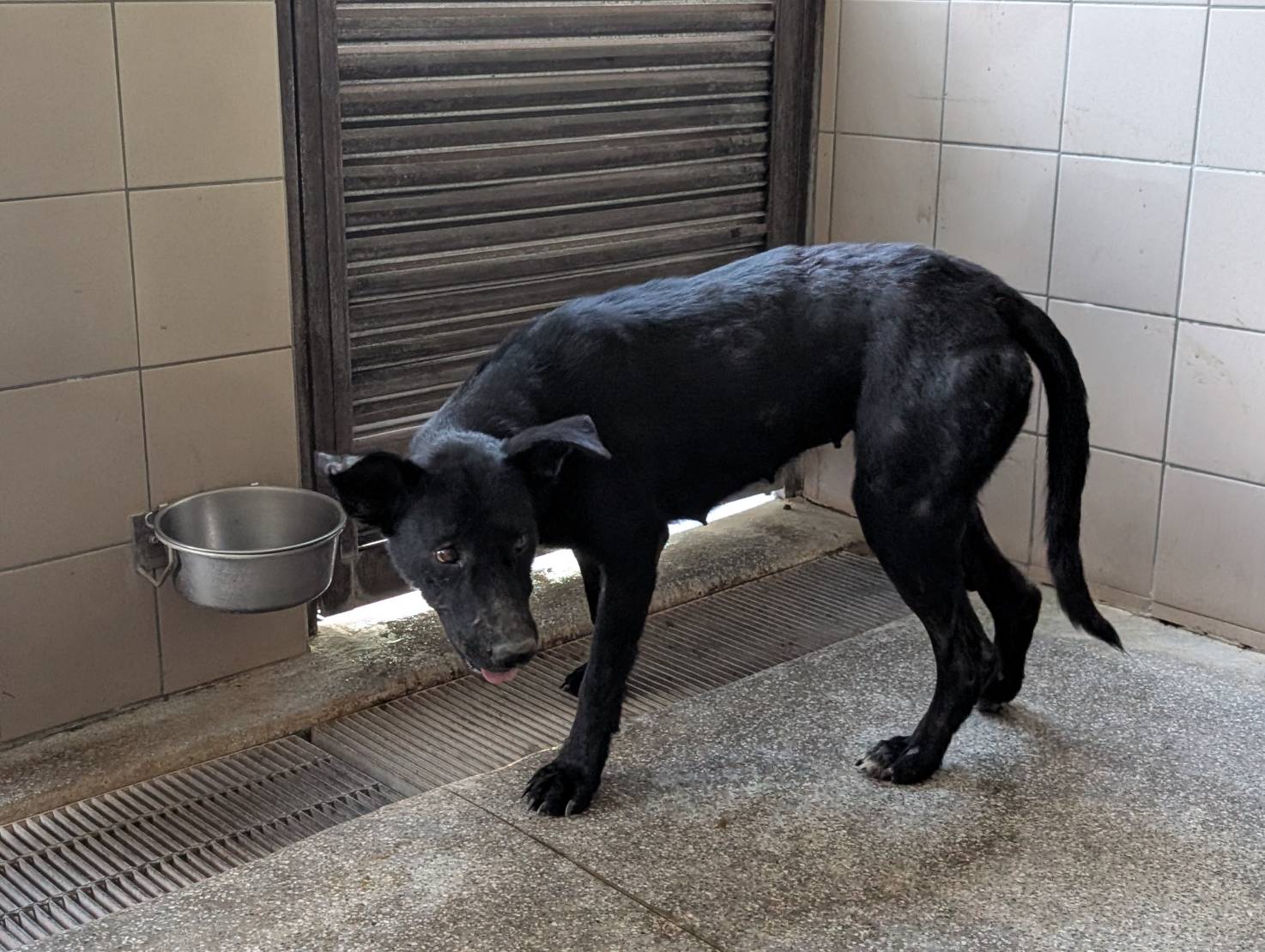 高雄市已領養狗 混種犬