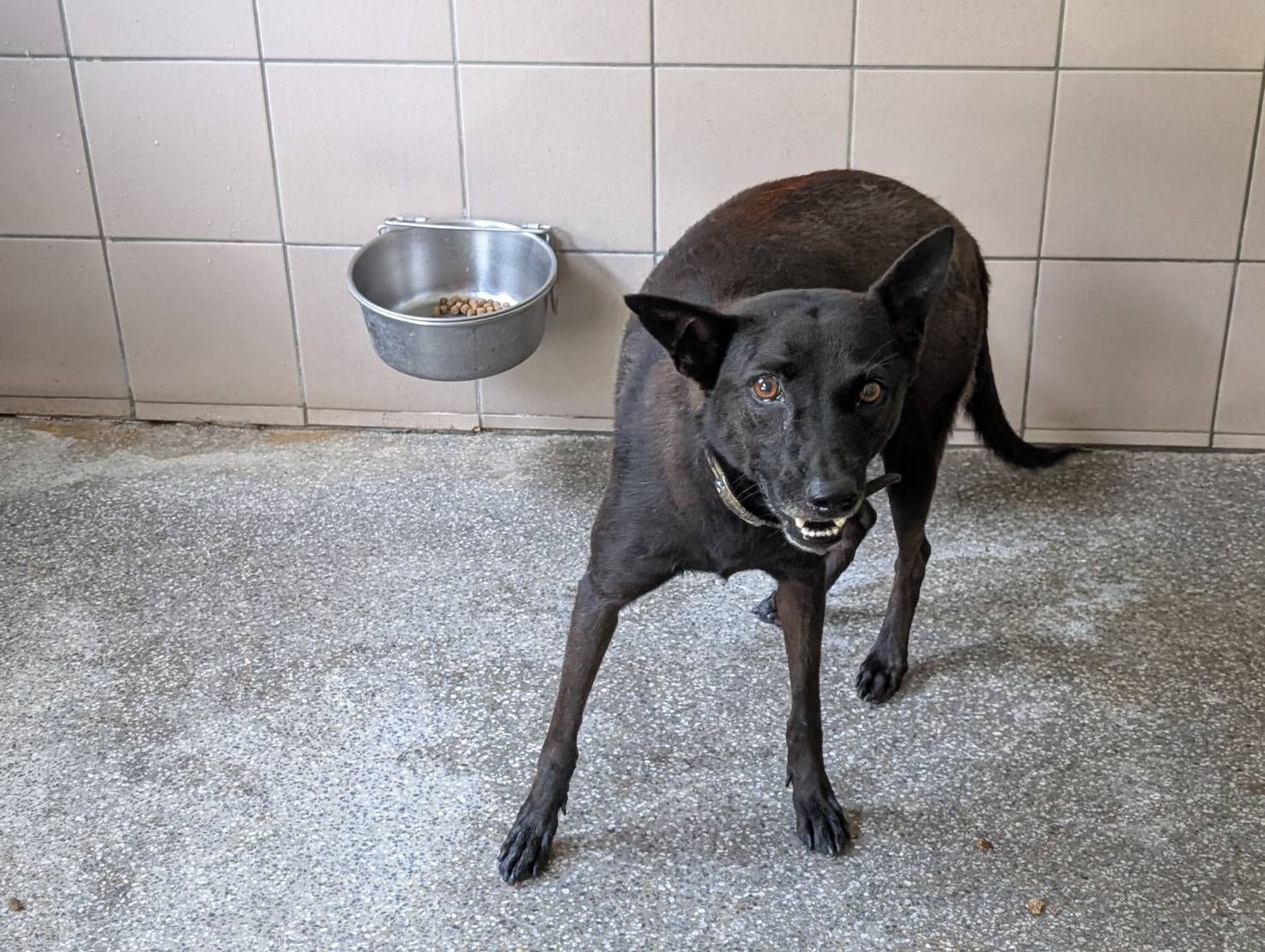 高雄市已領養狗 混種犬