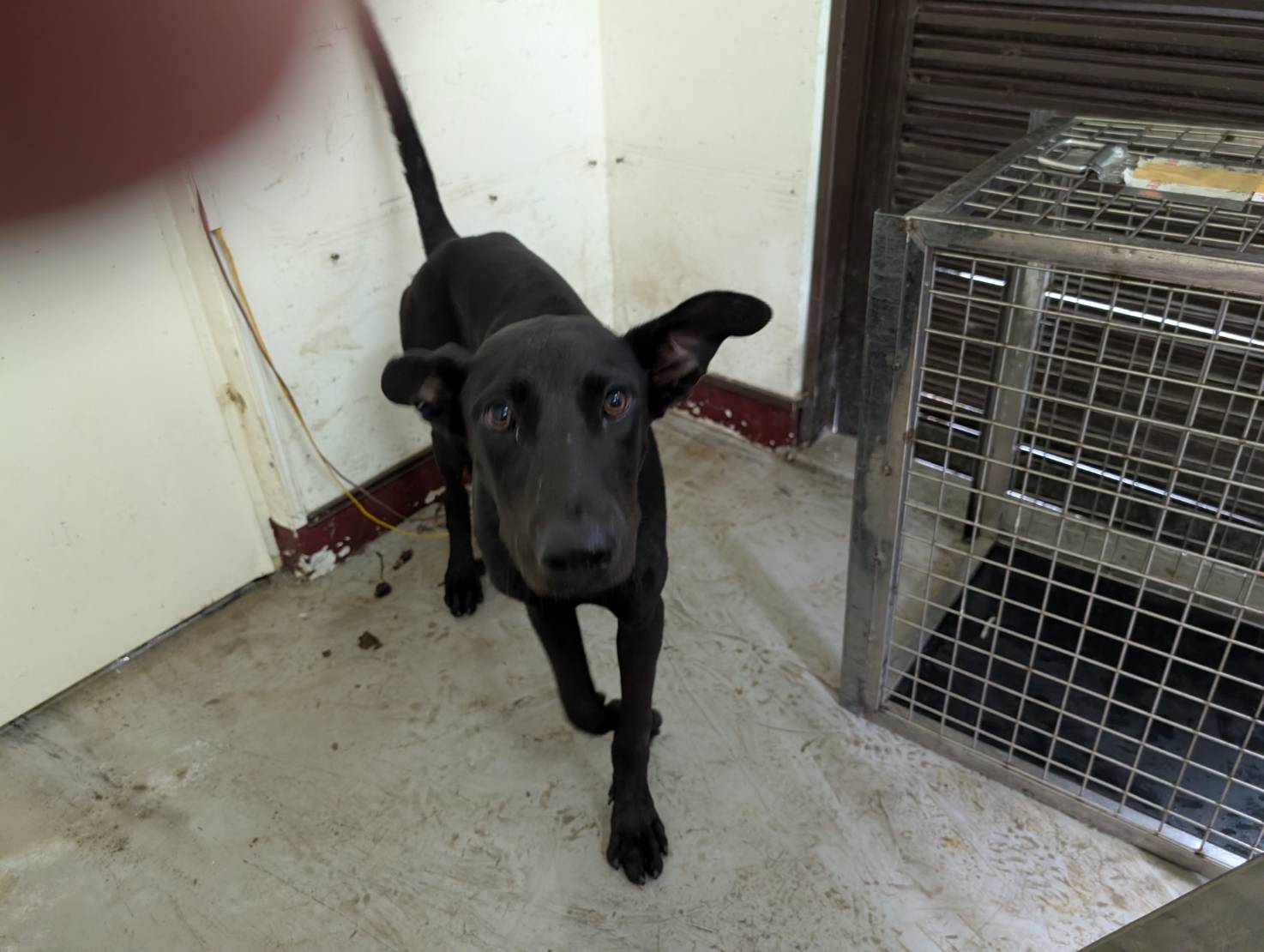 高雄市已領養狗 混種犬