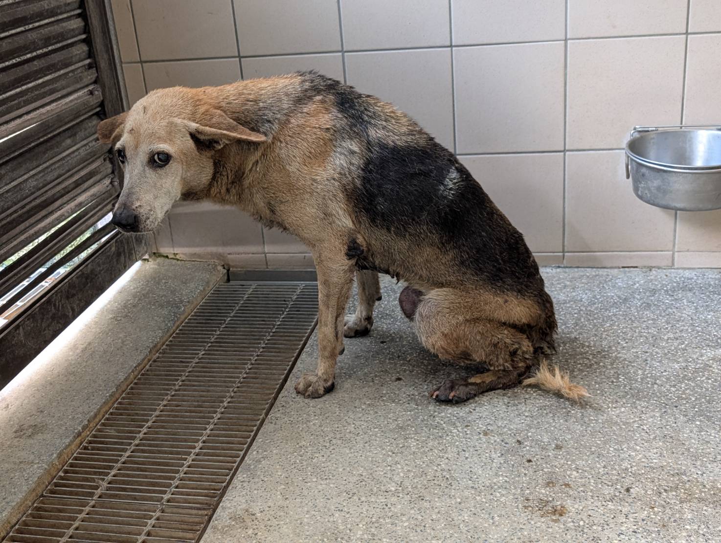 高雄市已領養狗 混種犬