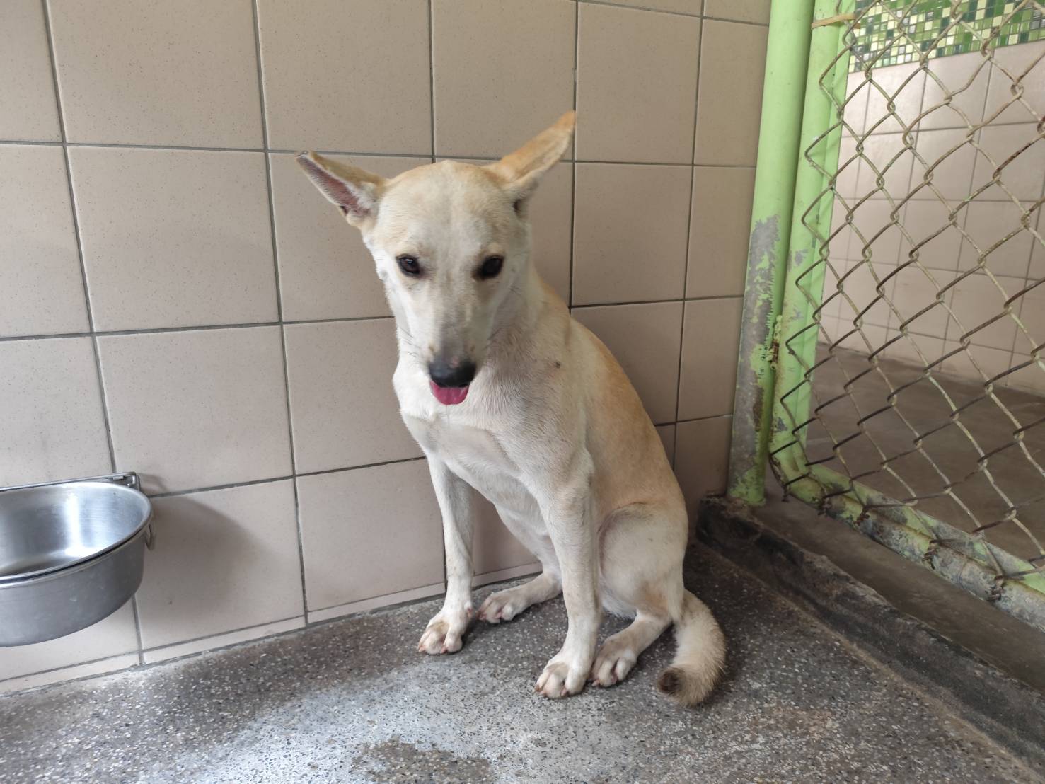 高雄市已領養狗 混種犬