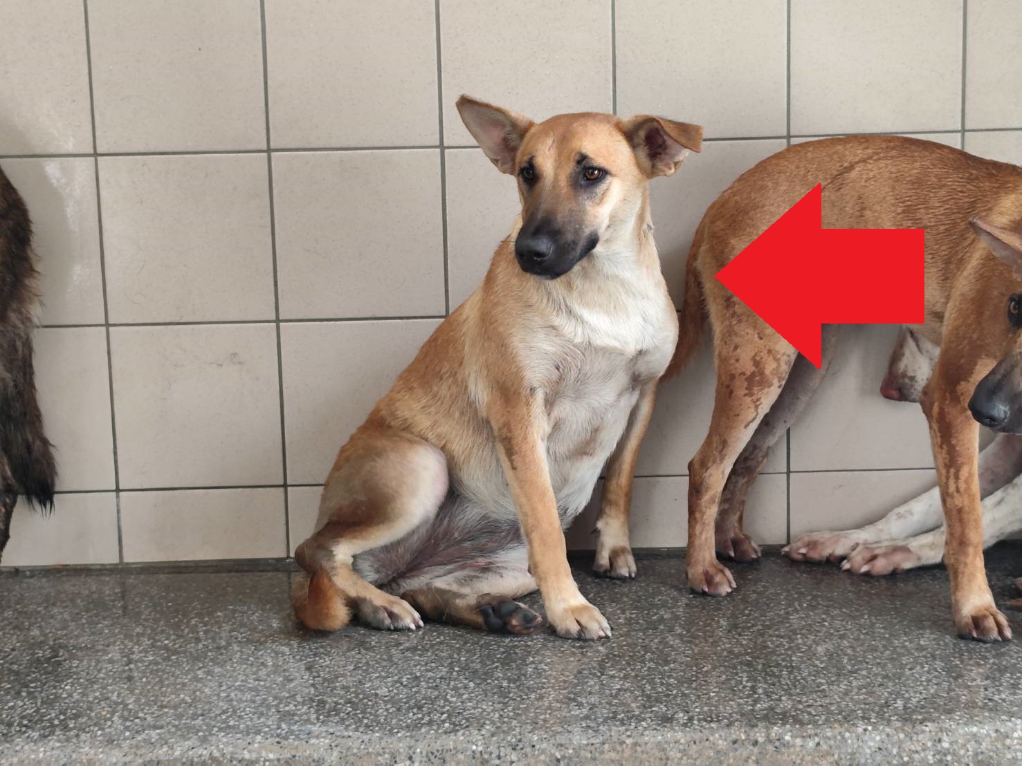 高雄市已領養狗 混種犬