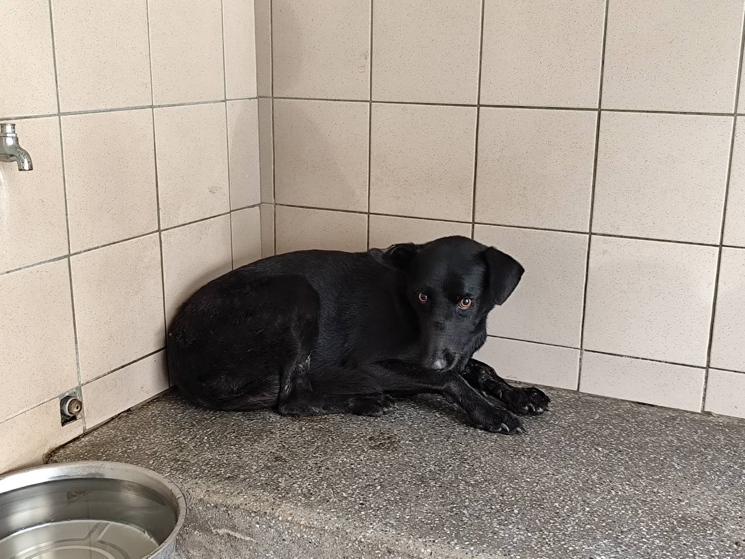 高雄市已領養狗 混種犬
