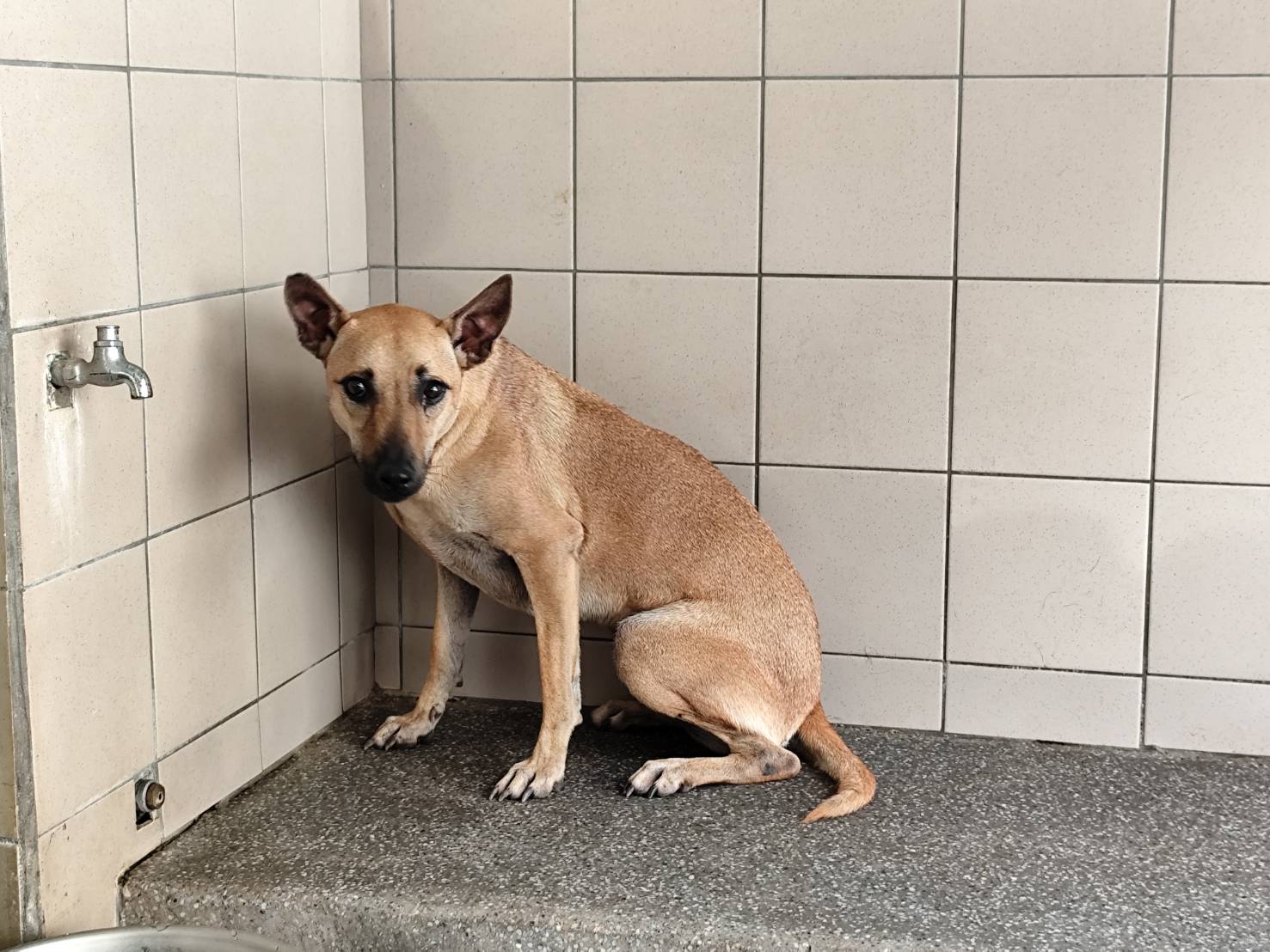 高雄市已領養狗 混種犬