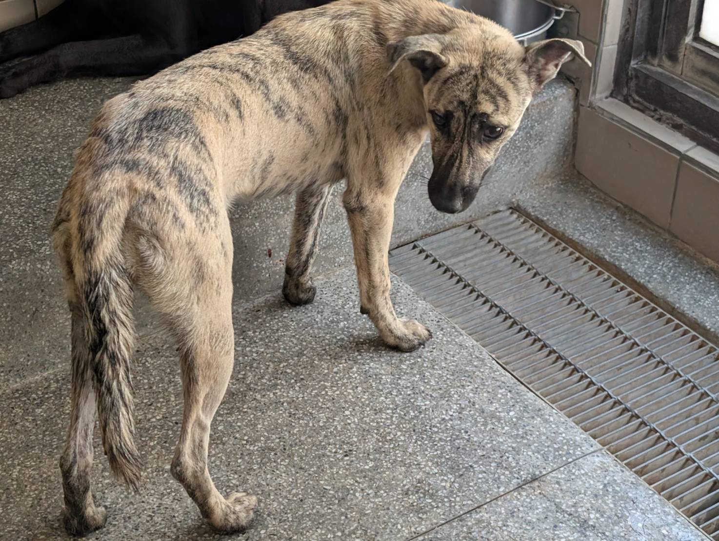 高雄市已領養狗 混種犬