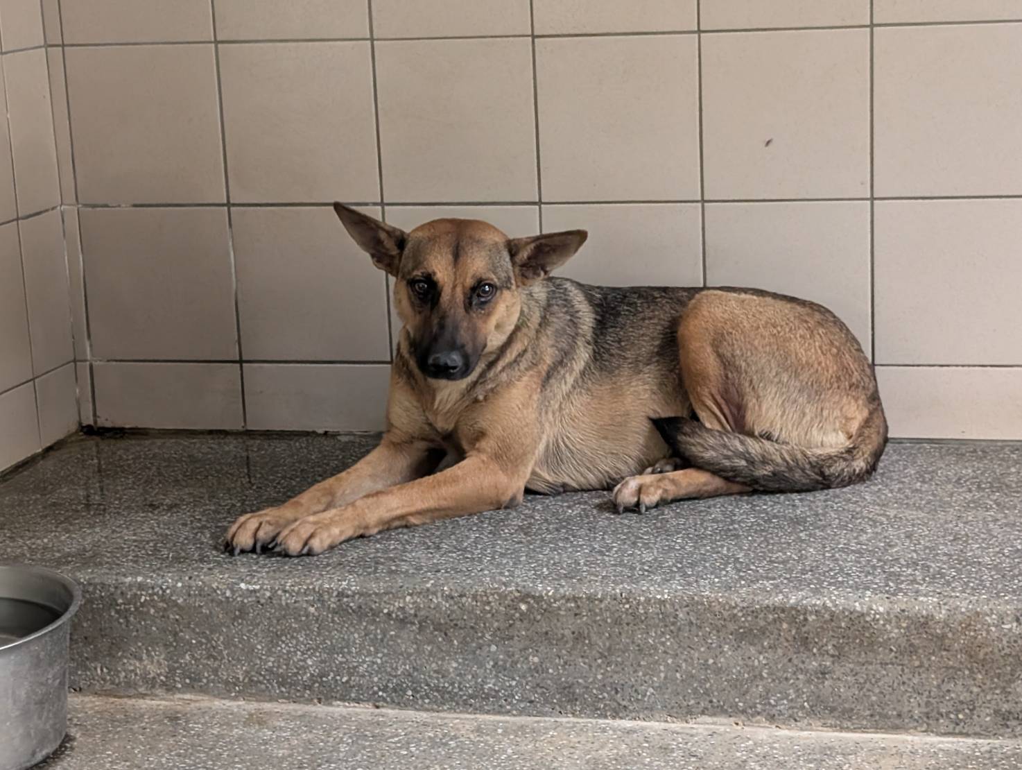 高雄市已領養狗 混種犬