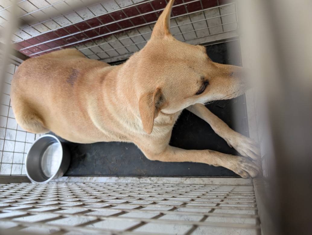 高雄市已領養狗 混種犬