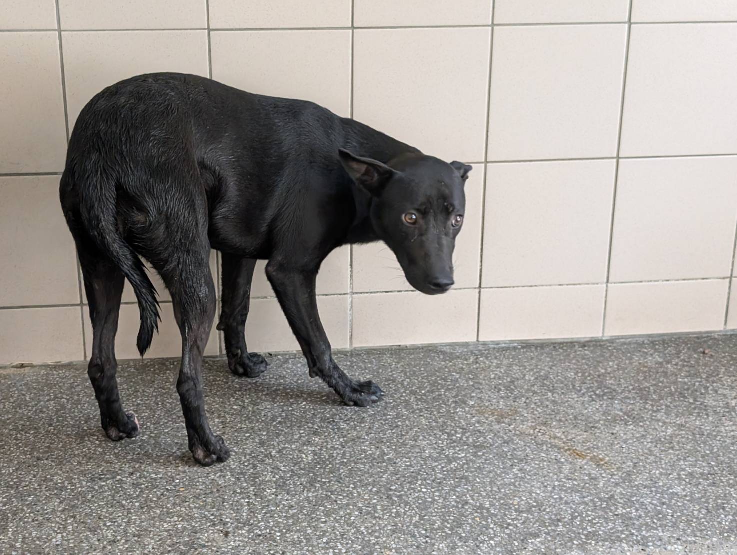 高雄市已領養狗 混種犬