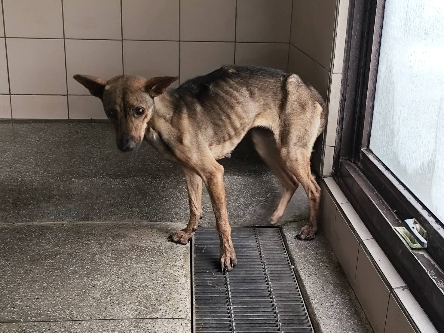 高雄市已領養狗 混種犬