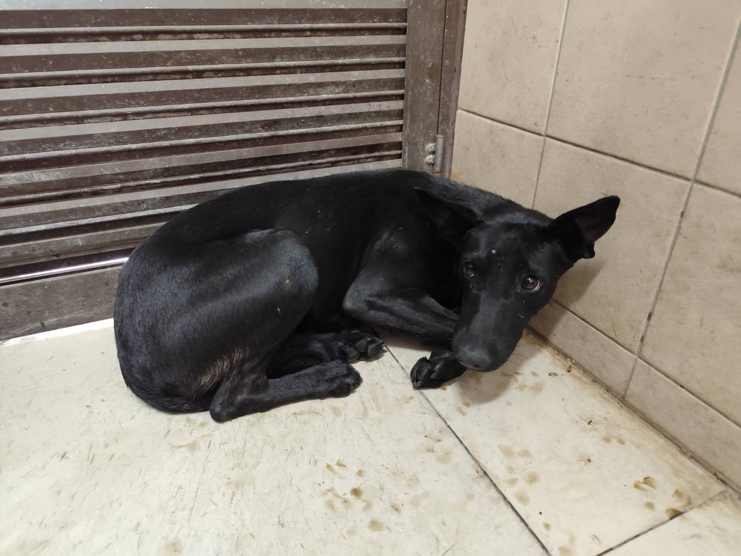 高雄市已領養狗 混種犬
