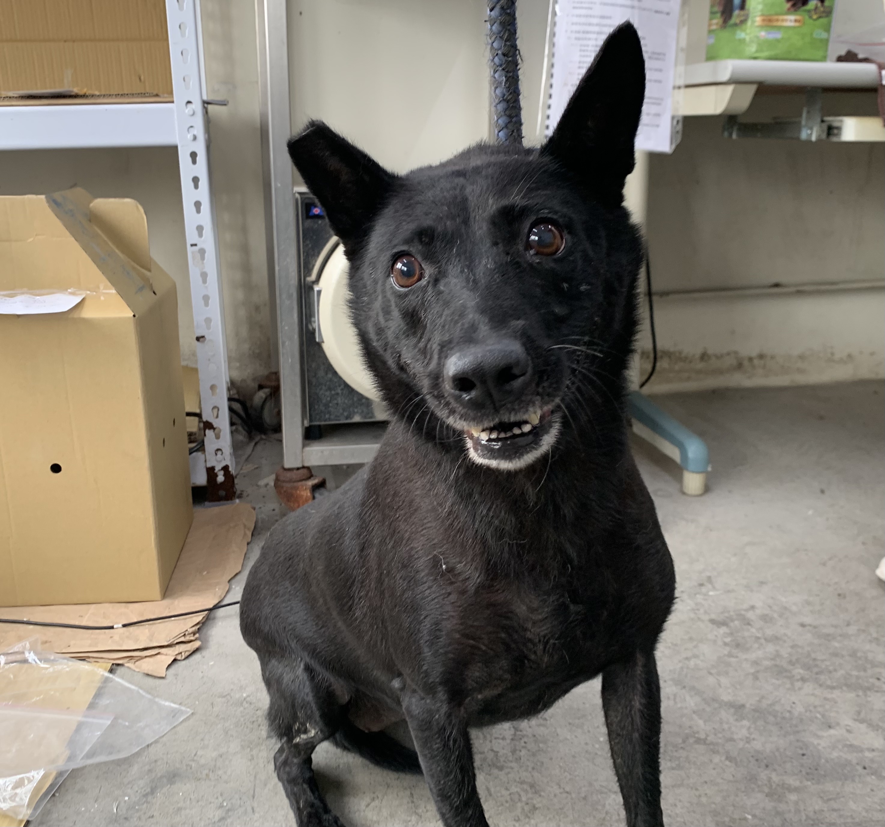 台北市已領養狗 混種犬