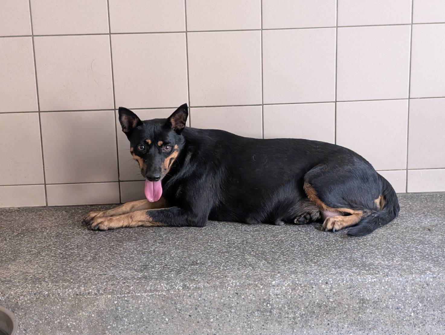 高雄市已領養狗 混種犬