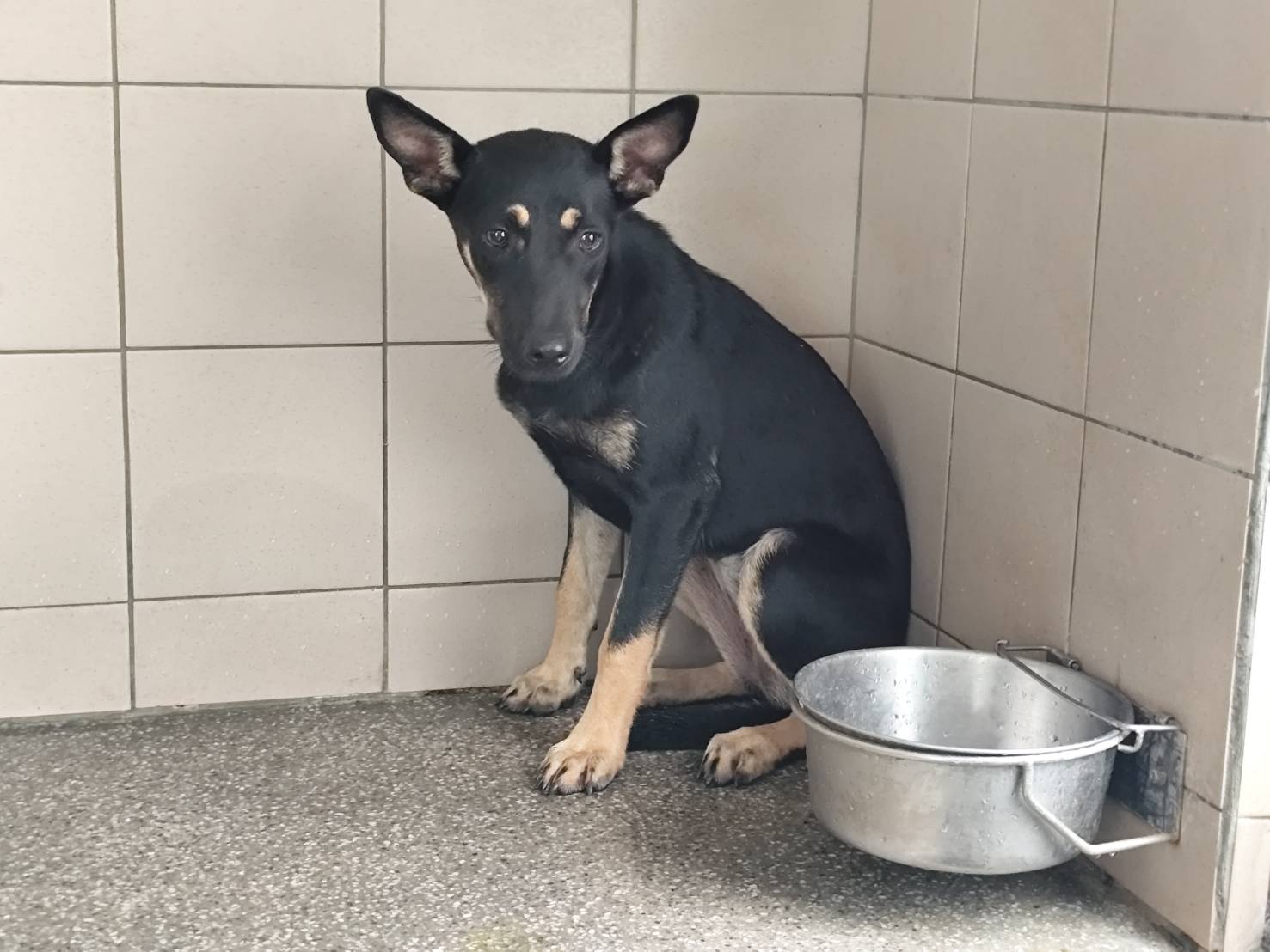高雄市已領養狗 混種犬