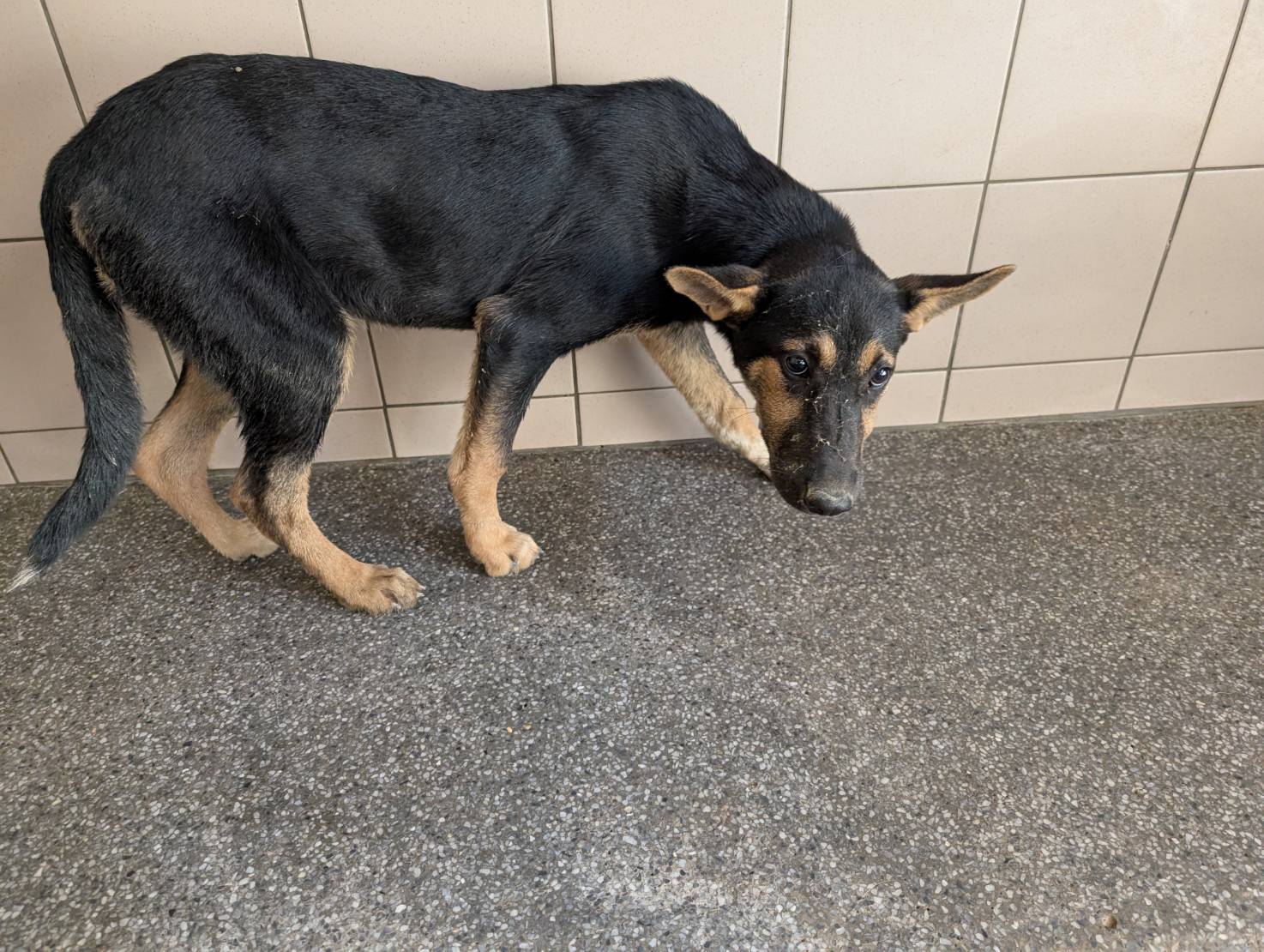 高雄市已領養狗 混種犬