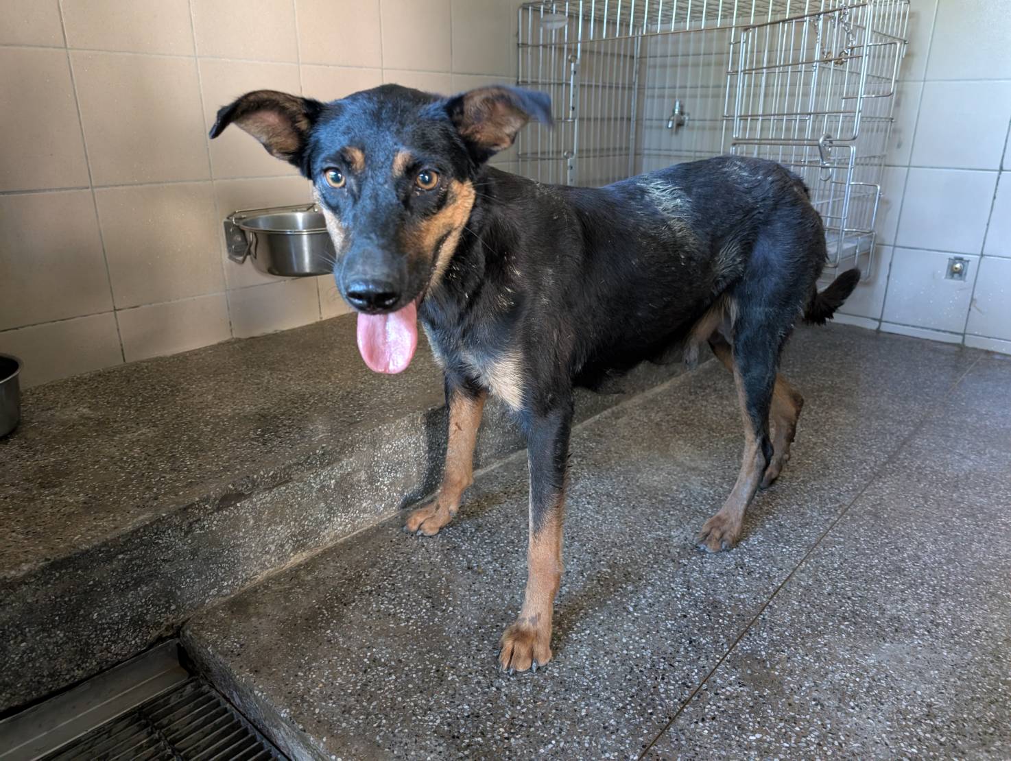 高雄市已領養狗 混種犬