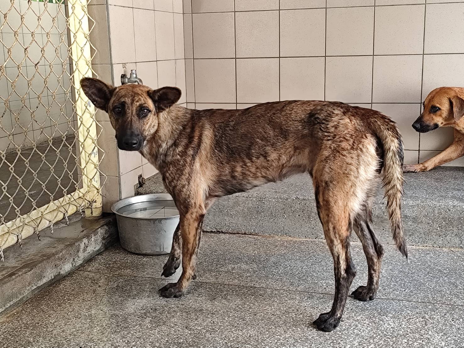 高雄市已領養狗 混種犬
