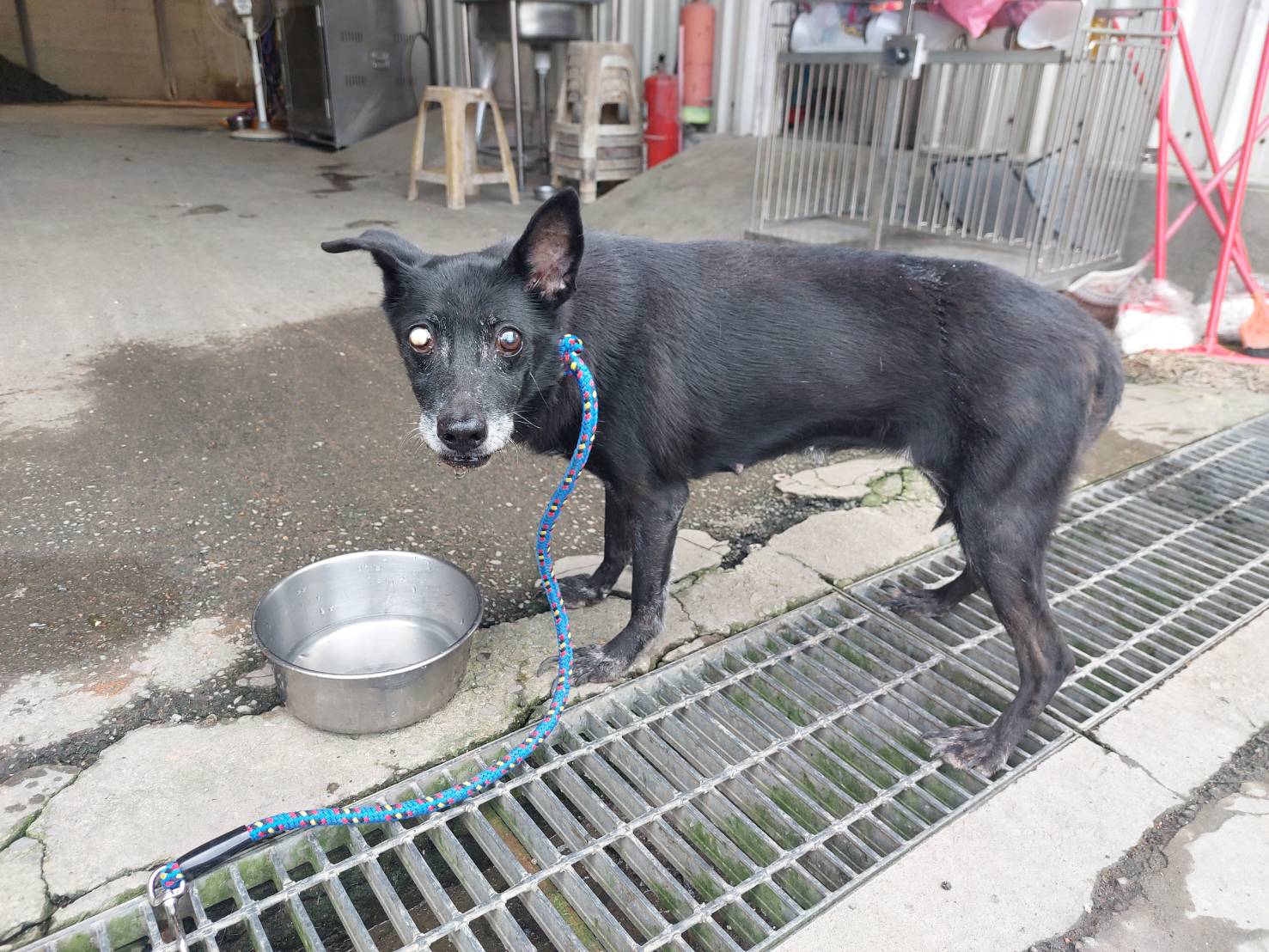 新北市已領養狗 混種犬