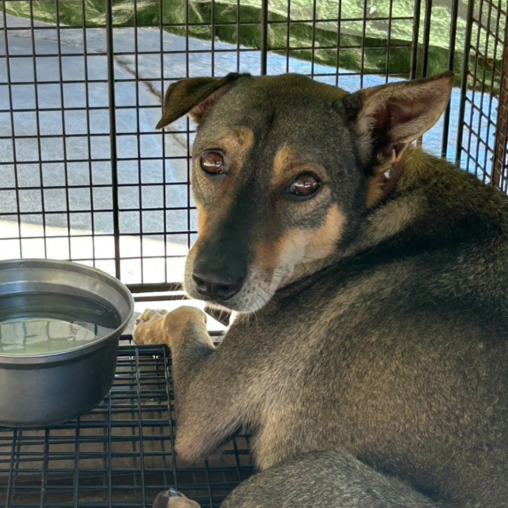 澎湖縣已領養狗 混種犬