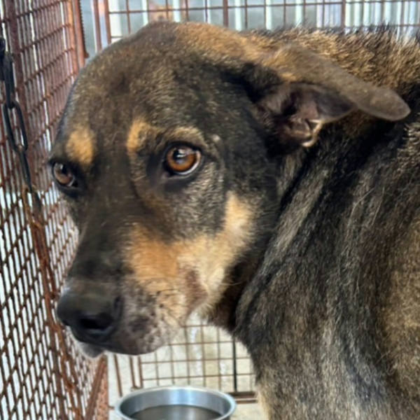 澎湖縣待認養狗 混種犬