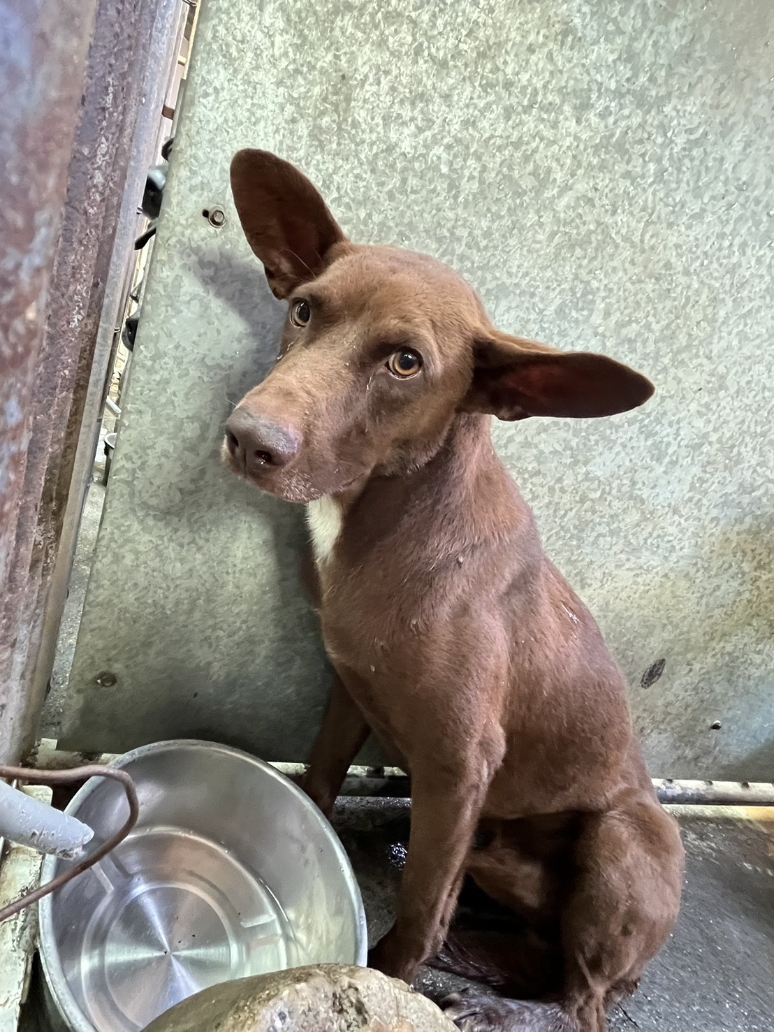 彰化縣已領養狗 混種犬