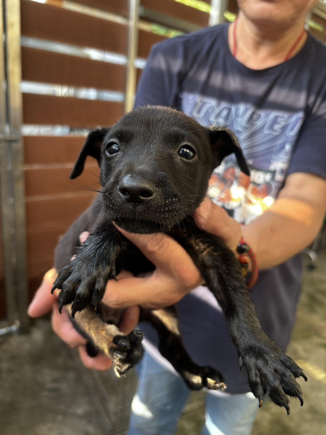新北市已領養狗 混種犬