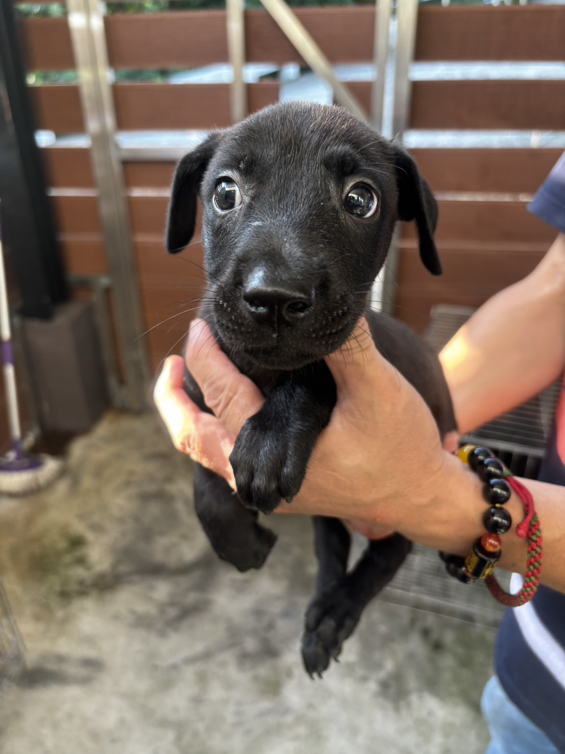 新北市已領養狗 混種犬