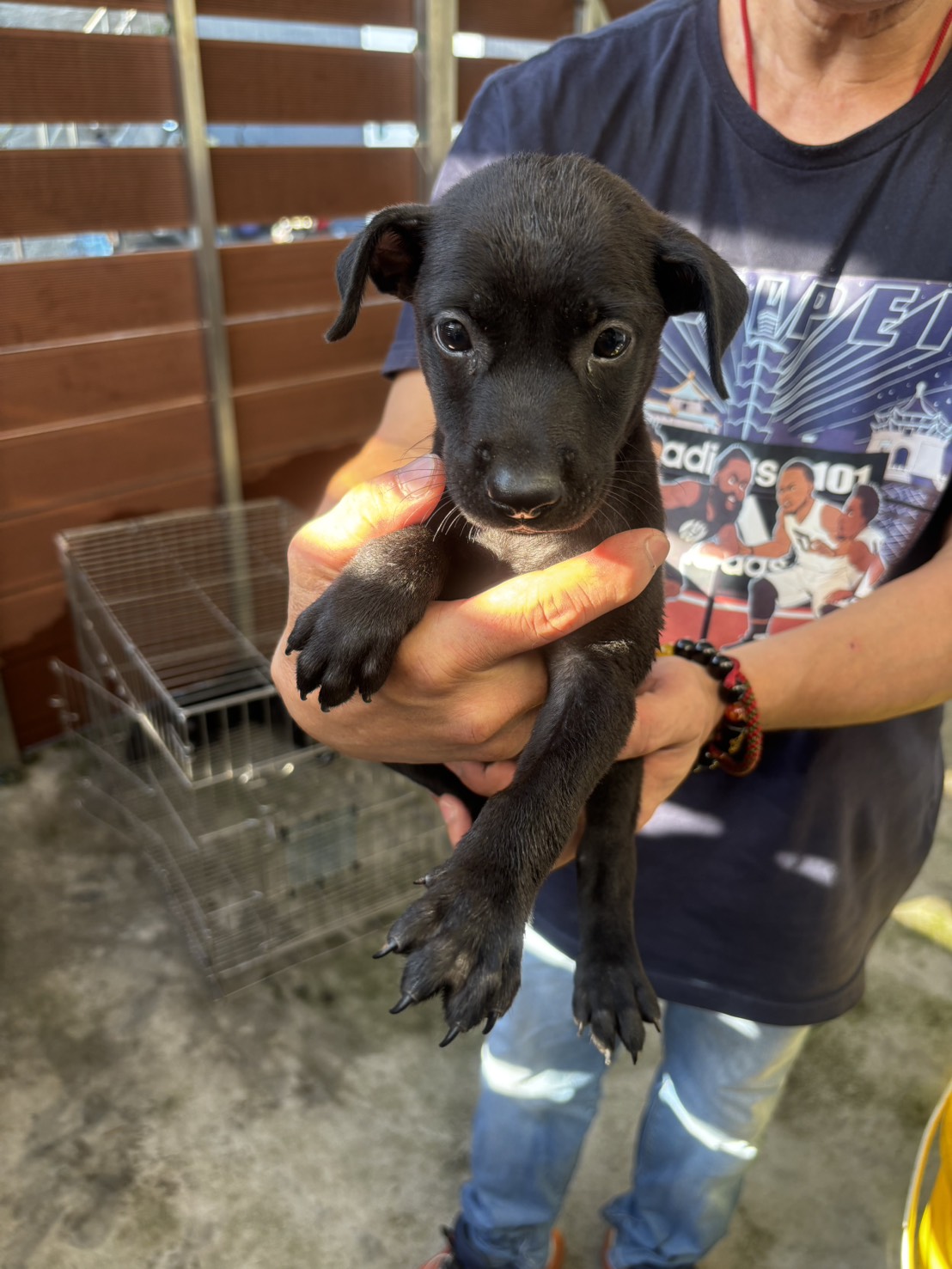 新北市已領養狗 混種犬