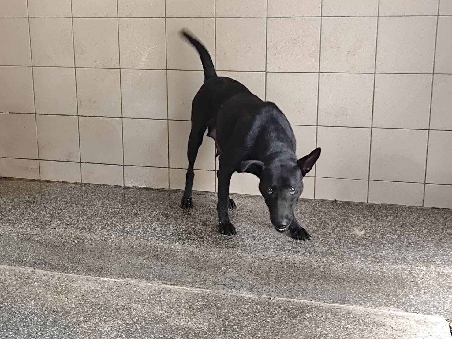 高雄市已領養狗 混種犬