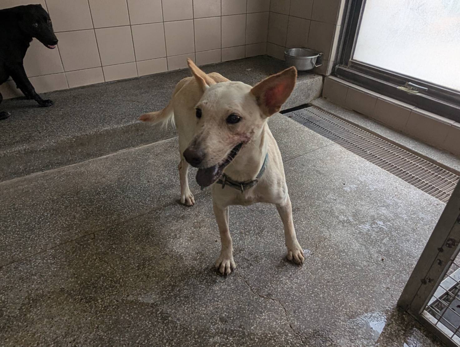 高雄市已領養狗 混種犬