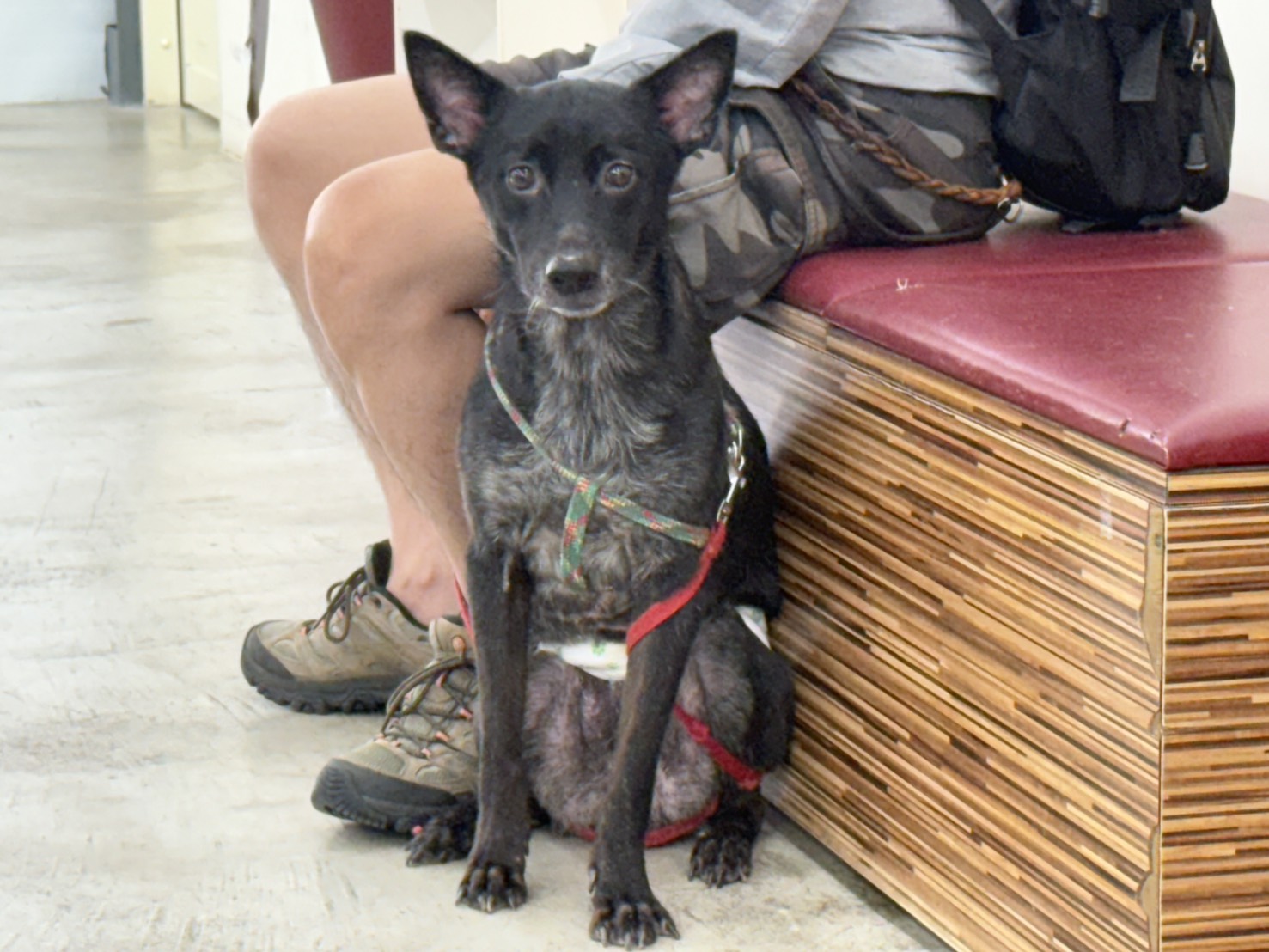 台北市已領養狗 混種犬