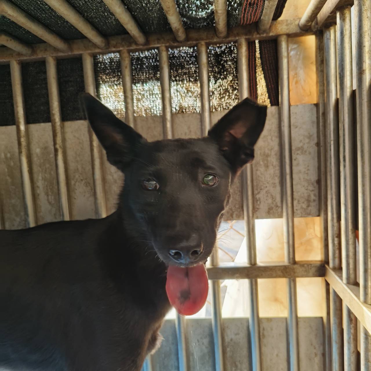 新北市已領養狗 混種犬