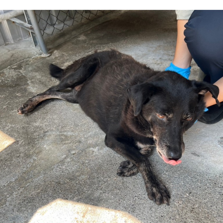 雲林縣已領養狗 混種犬