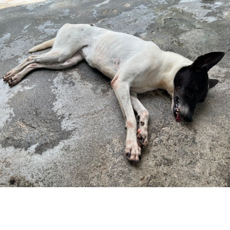 雲林縣已領養狗 混種犬