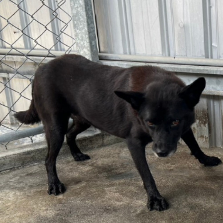 雲林縣已領養狗 混種犬