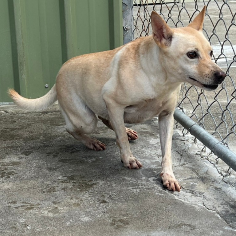 雲林縣已領養狗 混種犬