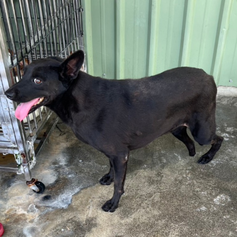 雲林縣已領養狗 混種犬