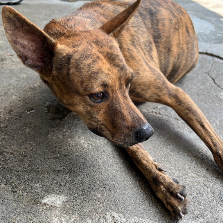 雲林縣已領養狗 混種犬