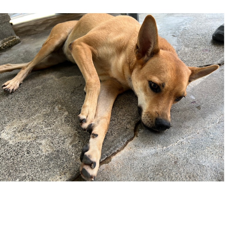 雲林縣已領養狗 混種犬