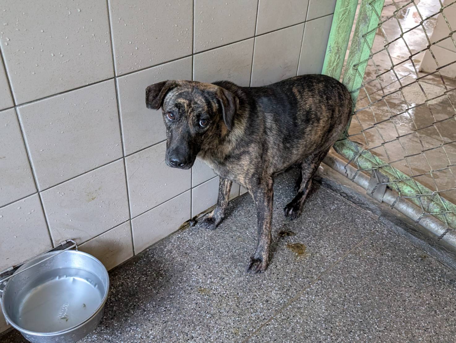 高雄市已領養狗 混種犬