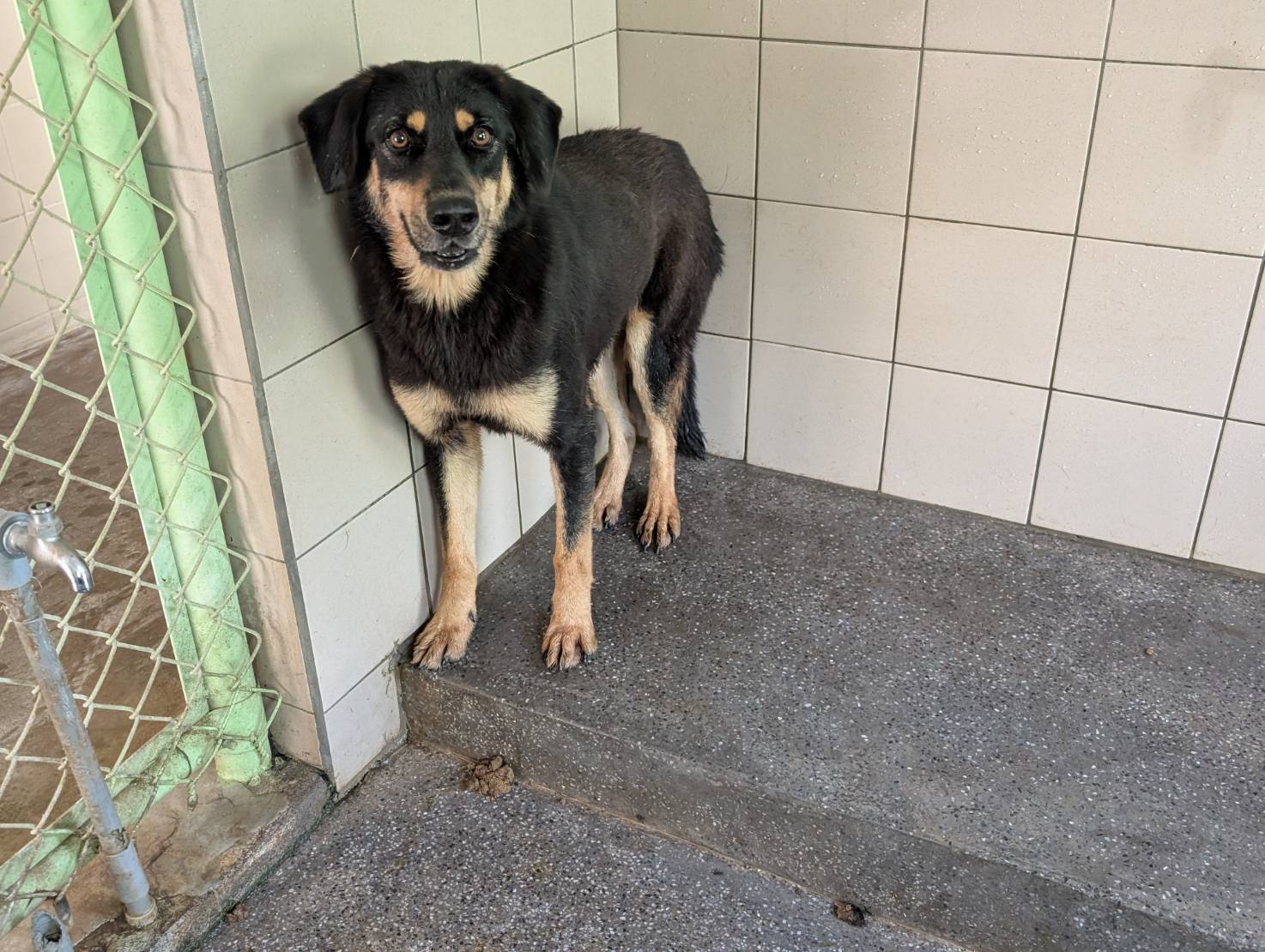 高雄市已領養狗 混種犬