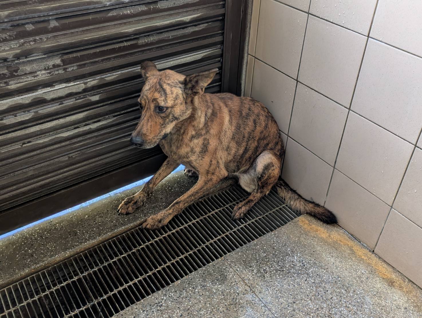 高雄市已領養狗 混種犬