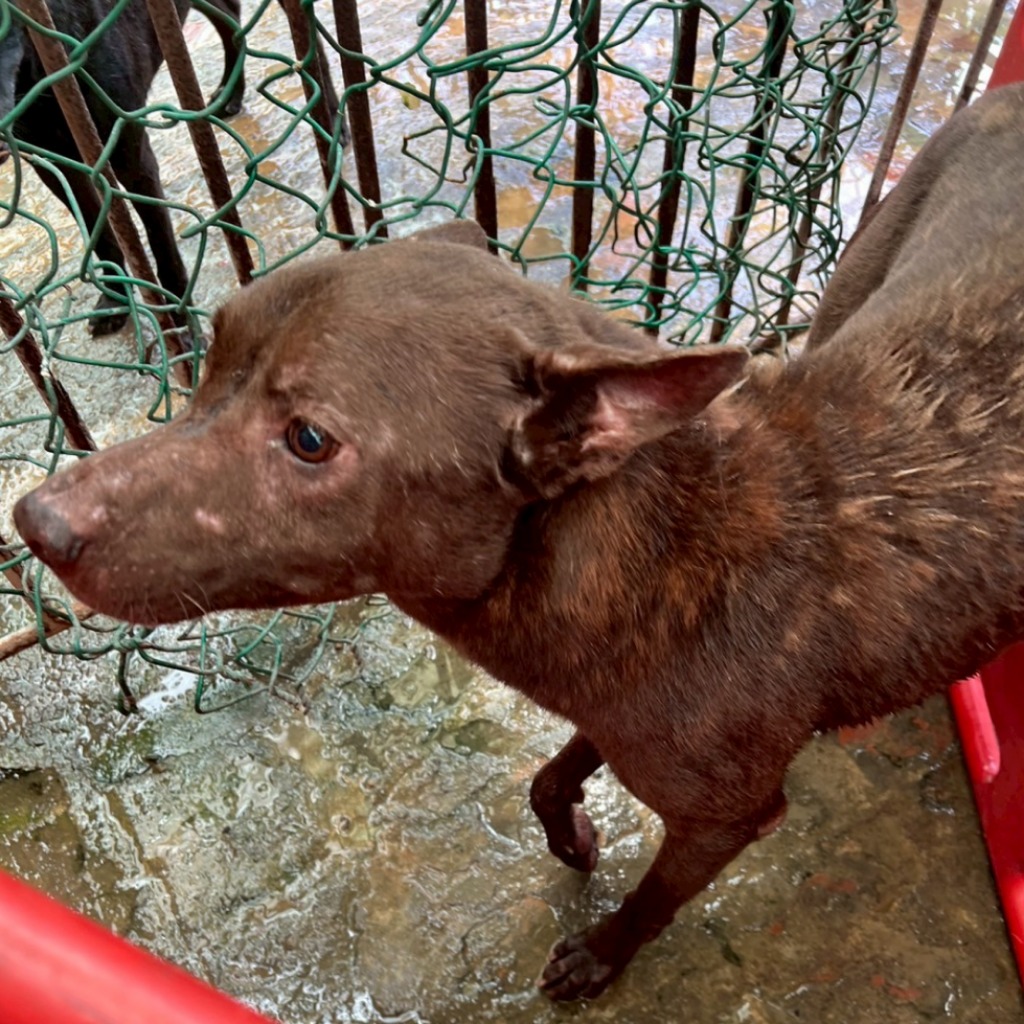 雲林縣已領養狗 混種犬