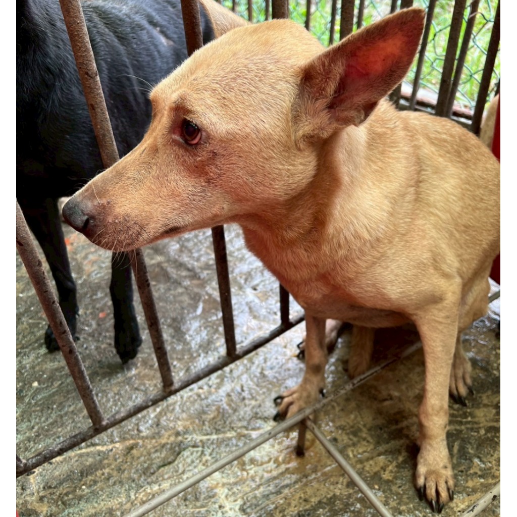 雲林縣已領養狗 混種犬
