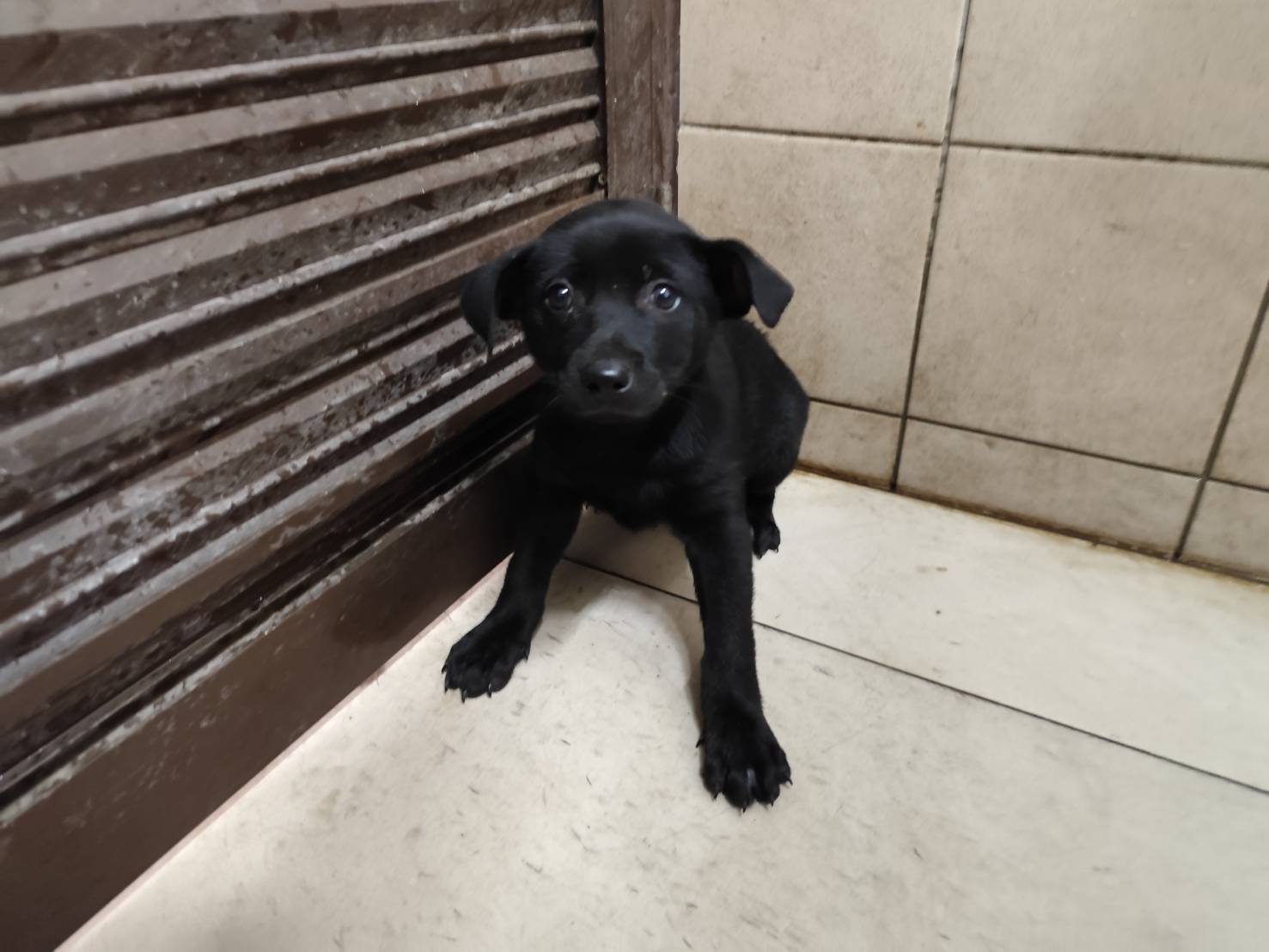 高雄市已領養狗 混種犬