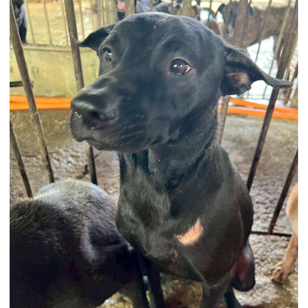 雲林縣已領養狗 混種犬