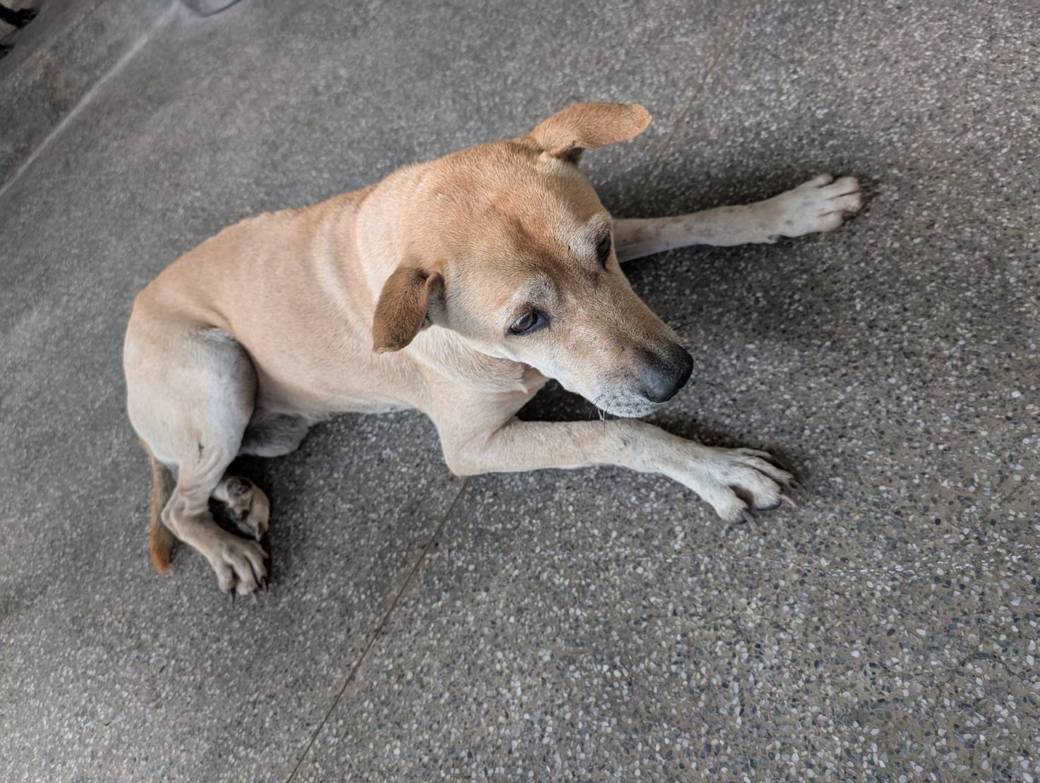 高雄市已領養狗 混種犬