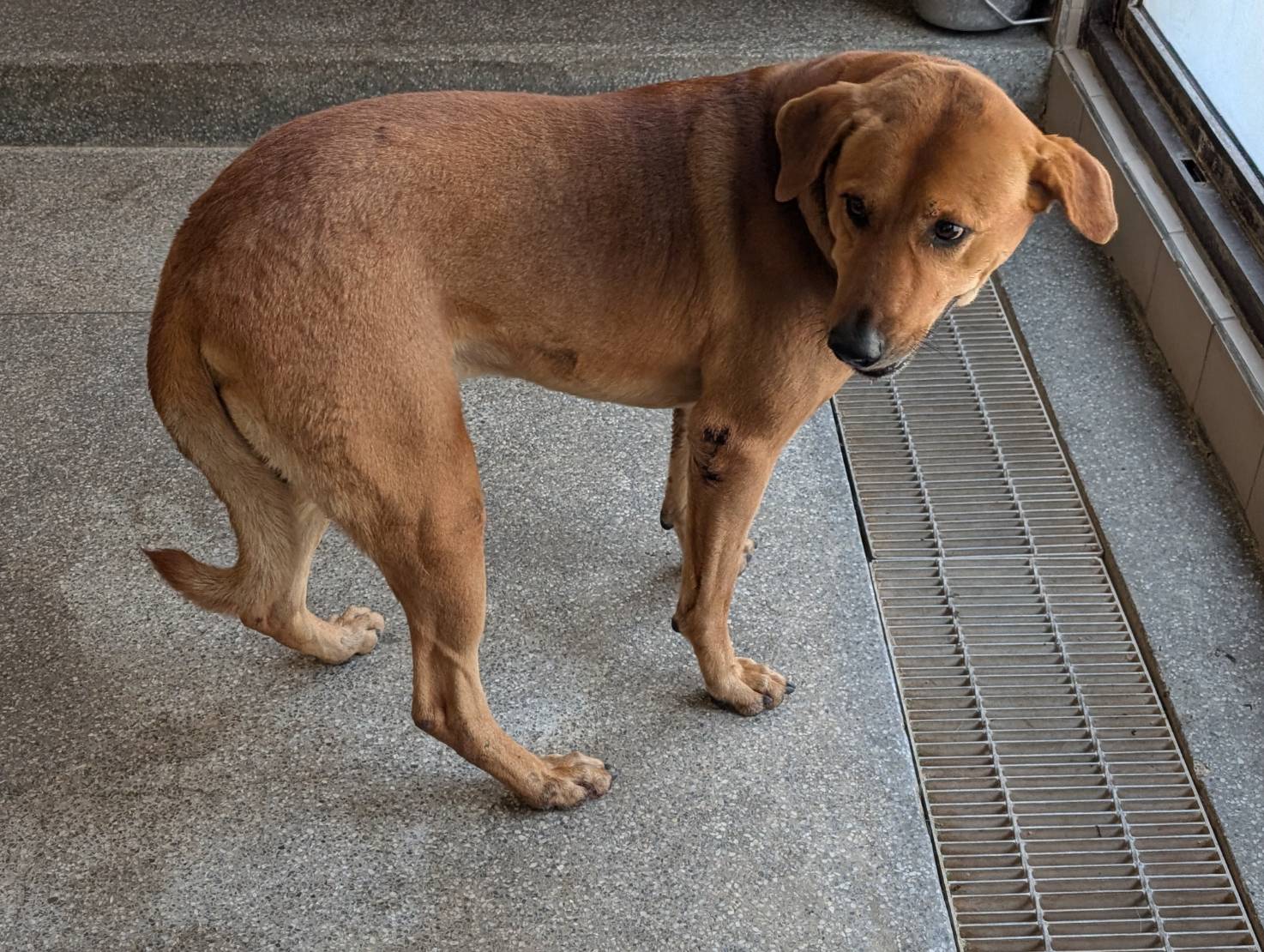 高雄市已領養狗 混種犬