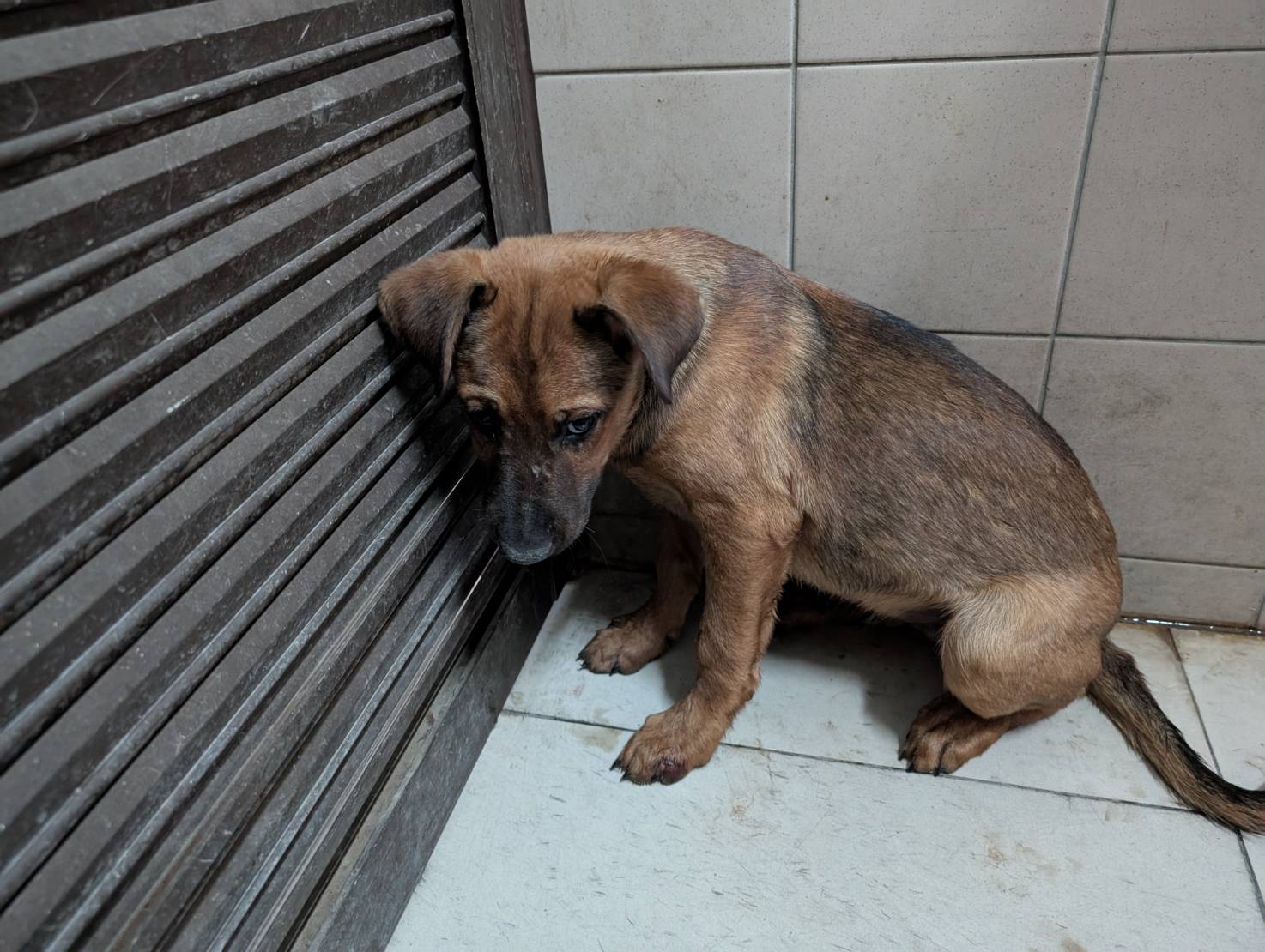 高雄市已領養狗 混種犬