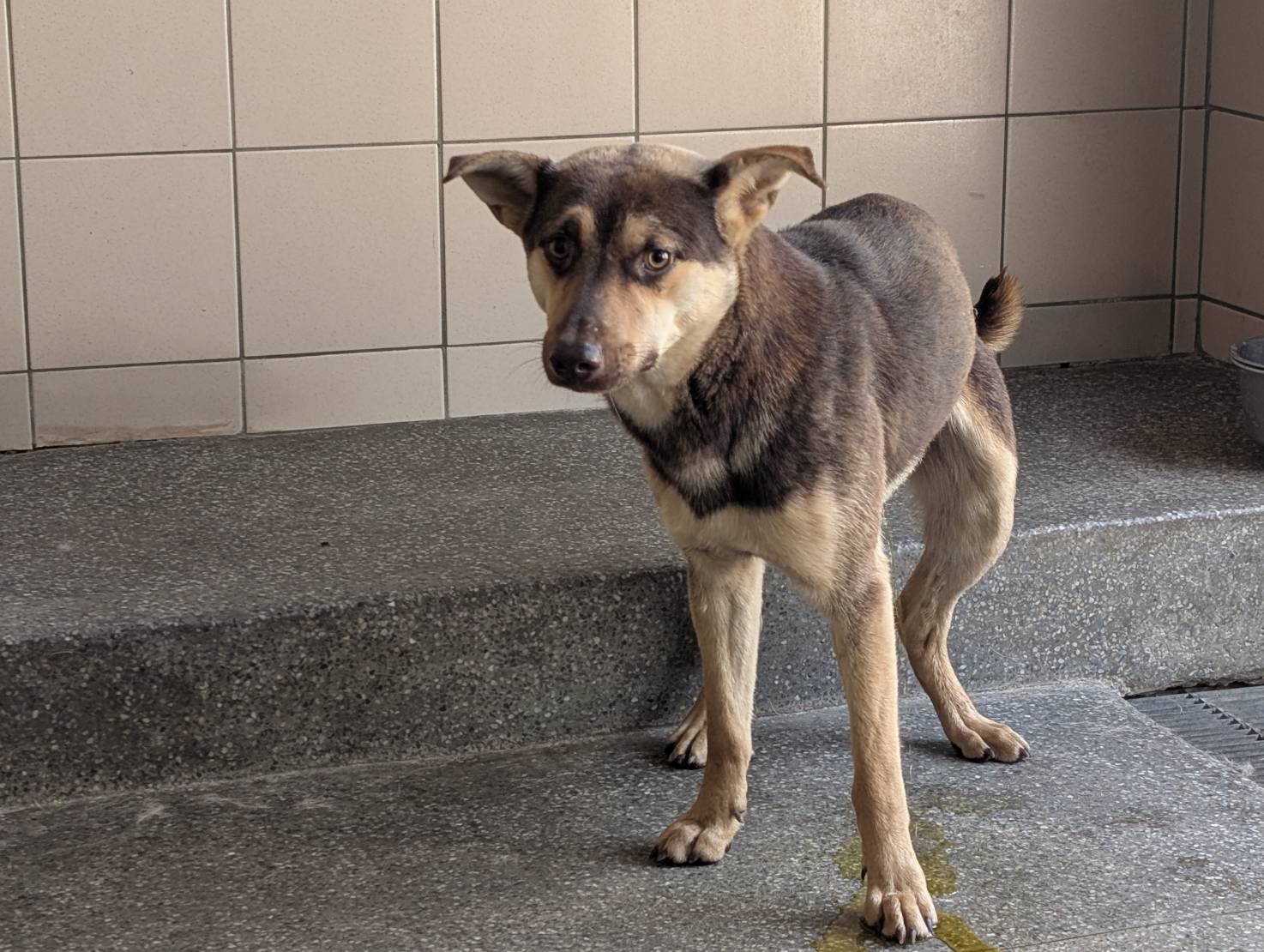 高雄市已領養狗 混種犬